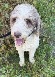 Found/Stray Male Dog last seen S main st and tarheel dr, Archdale, NC 27263