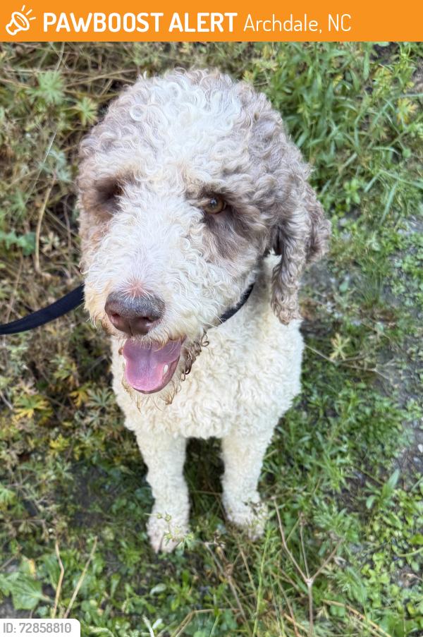 Found/Stray Male Dog last seen S main st and tarheel dr, Archdale, NC 27263