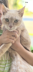 Found/Stray Female Cat last seen Olive & Coffee , Bakersfield, CA 93312