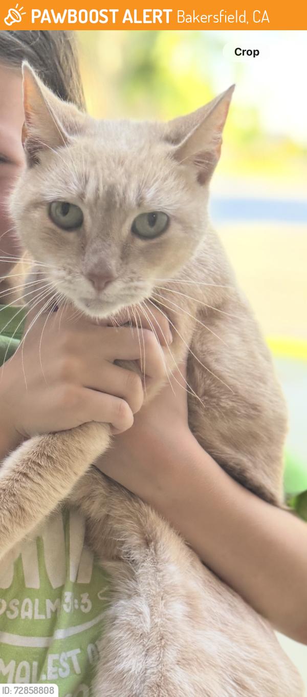 Found/Stray Female Cat last seen Olive & Coffee , Bakersfield, CA 93312