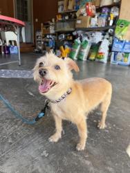 Found/Stray Unknown Dog last seen Walmart, Chattanooga, TN 37343