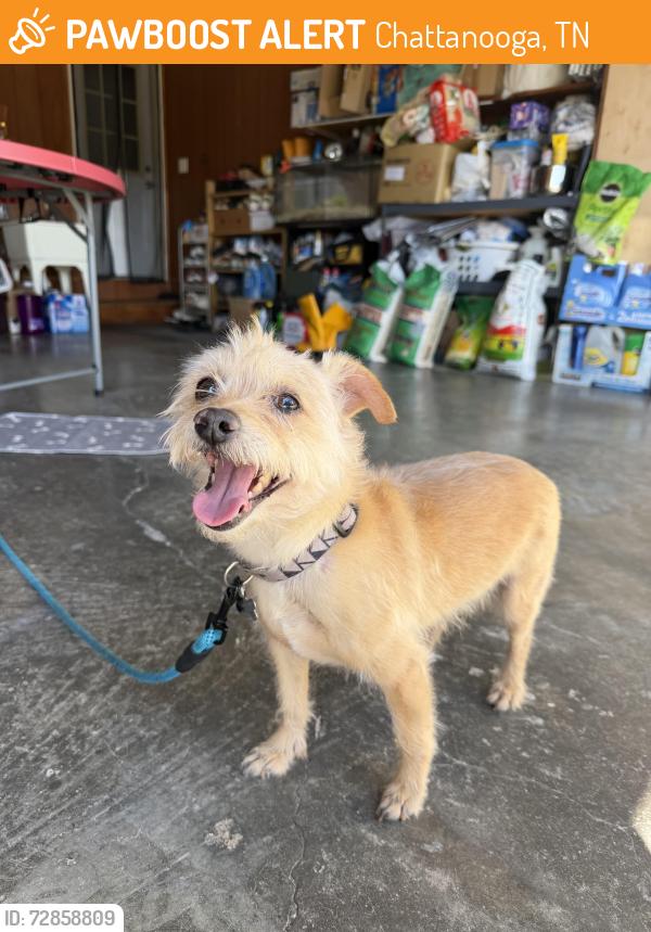 Found/Stray Unknown Dog last seen Walmart, Chattanooga, TN 37343