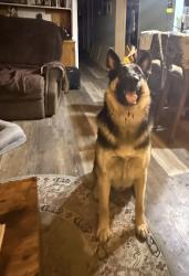 Found/Stray Male Dog last seen Ave R and 5th, Temple, TX 76501