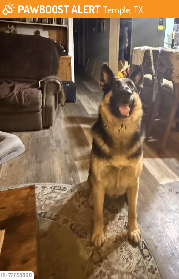 Found/Stray Male Dog last seen Ave R and 5th, Temple, TX 76501