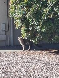 Found/Stray Unknown Cat last seen Superstition and Paradise, Rio Rancho, NM 87124