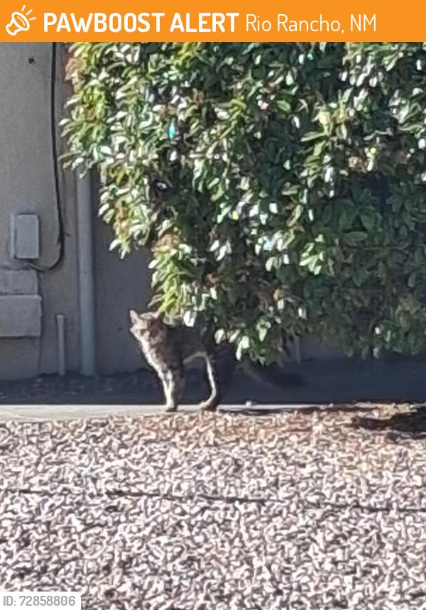 Found/Stray Unknown Cat last seen Superstition and Paradise, Rio Rancho, NM 87124