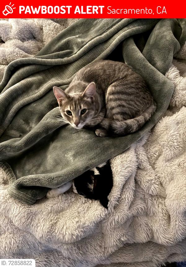 Lost Female Cat last seen University Park Drive, Sacramento CA 95825, Sacramento, CA 95825