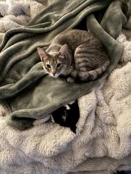 Lost Female Cat last seen University Park Drive, Sacramento CA 95825, Sacramento, CA 95825