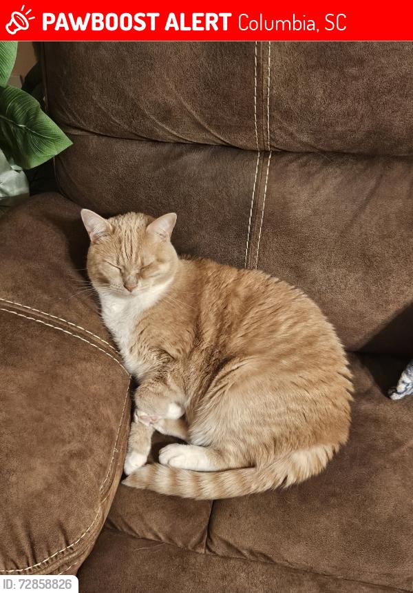 Lost Female Cat last seen Sunview Dr and Deborah Dr, Columbia, SC 29209