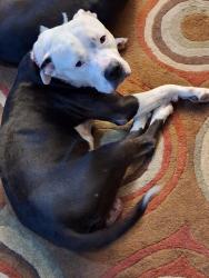 Lost Male Dog last seen Old Woodrow Wilson School  , Birmingham, AL 35208