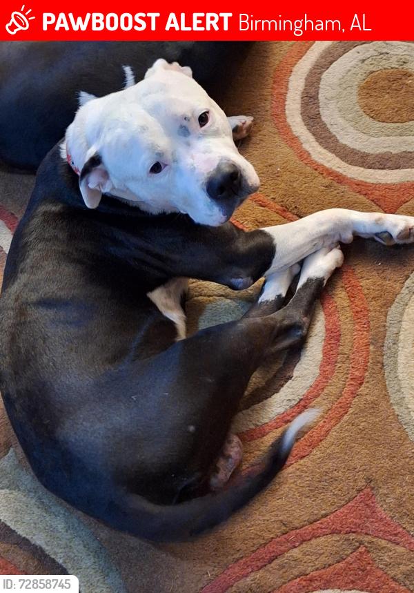 Lost Male Dog last seen Old Woodrow Wilson School  , Birmingham, AL 35208