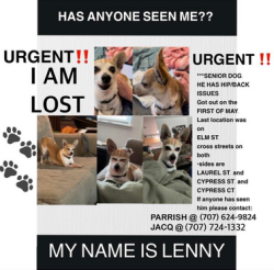 Lost Male Dog last seen Elm Sreet, Vacaville, CA 95688