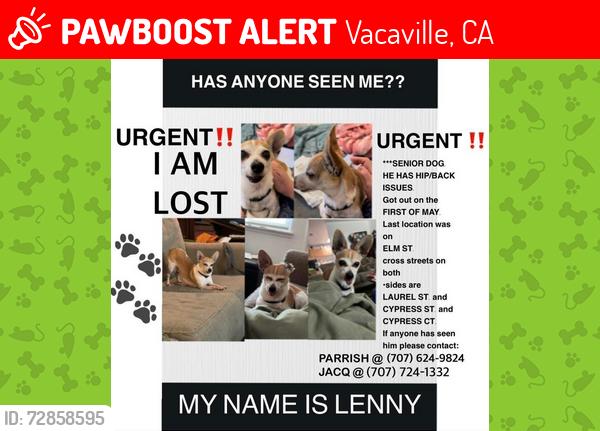 Lost Male Dog last seen Elm Sreet, Vacaville, CA 95688