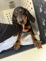 Found/Stray Female Dog last seen Almonda ave / Ivy Ave, Fontana, CA 92335
