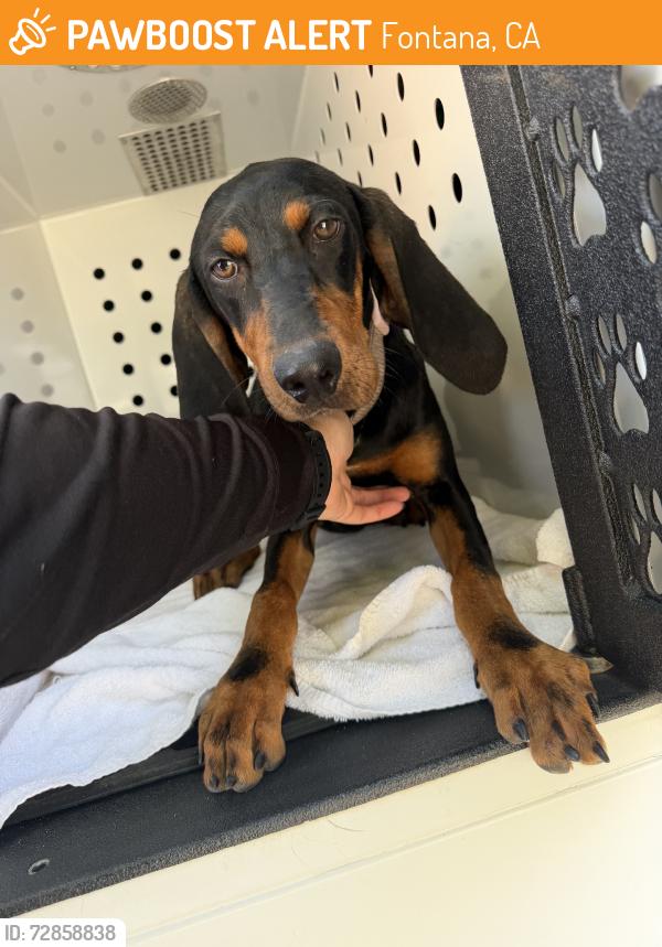 Found/Stray Female Dog last seen Almonda ave / Ivy Ave, Fontana, CA 92335