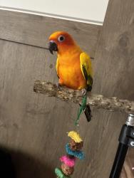 Lost Female Bird last seen Johnston St and Malveaux Rd, Lafayette, LA 70503