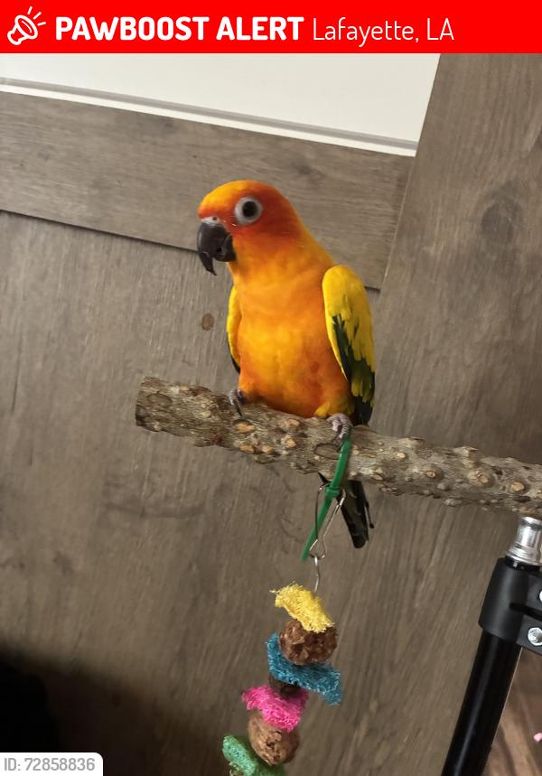 Lost Female Bird last seen Johnston St and Malveaux Rd, Lafayette, LA 70503