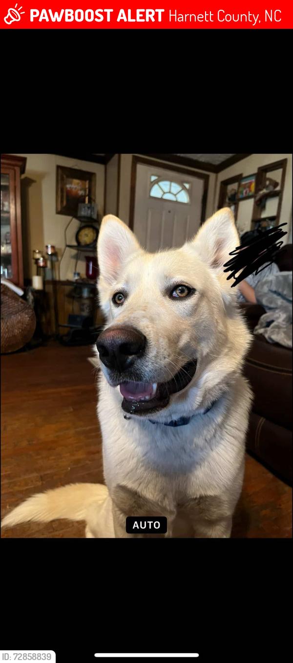 Lost Male Dog last seen Hoover Rd, Buffalo Lakes, Harnett County, NC 27332