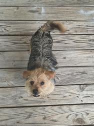 Found/Stray Male Dog last seen Near Thelma rd. Van Warren Rd, Roanoke Rapids, NC 27870