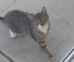 Found/Stray Unknown Cat last seen Ten mile & Ustick area, Meridian, ID 83646