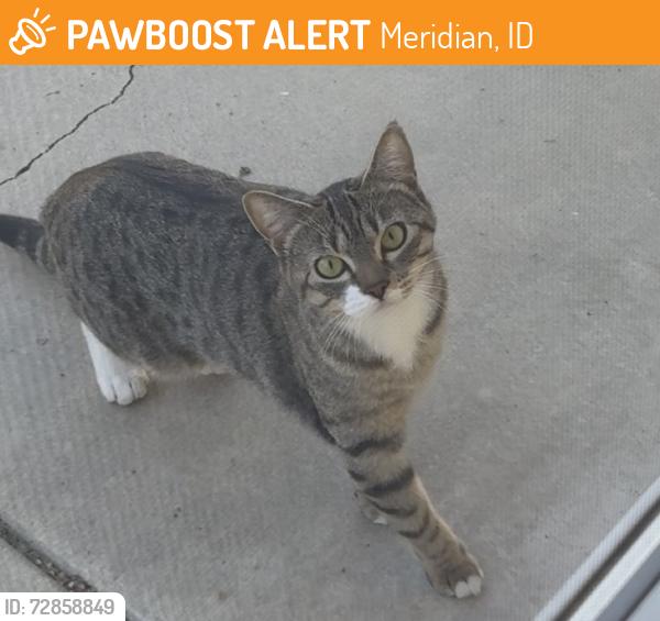 Found/Stray Unknown Cat last seen Ten mile & Ustick area, Meridian, ID 83646