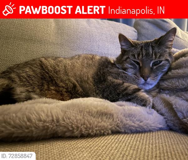Lost Male Cat last seen 65th and Binford, Indianapolis, IN 46220