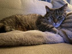 Lost Male Cat last seen 65th and Binford, Indianapolis, IN 46220