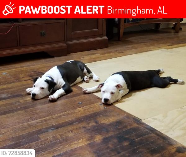Lost Male Dog last seen Old Woodrow Wilson School  , Birmingham, AL 35208
