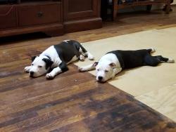 Lost Male Dog last seen Old Woodrow Wilson School  , Birmingham, AL 35208