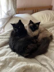 Lost Male Cat last seen 30th and Ivy St, San Diego, CA 92104