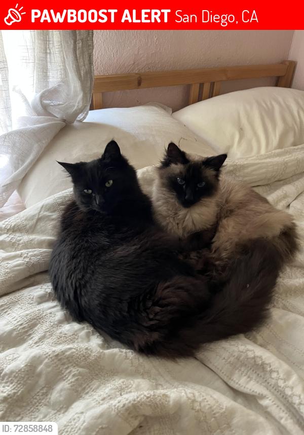 Lost Male Cat last seen 30th and Ivy St, San Diego, CA 92104