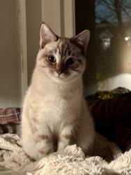 Lost Female Cat last seen West Clay and Saint James St, Richmond, VA 23220