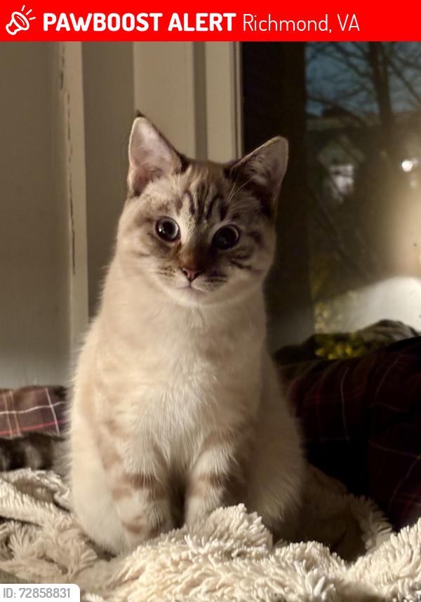 Lost Female Cat last seen West Clay and Saint James St, Richmond, VA 23220