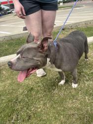 Found/Stray Female Dog last seen Dutch bros/Brakes Plus, Crowley, TX 76036