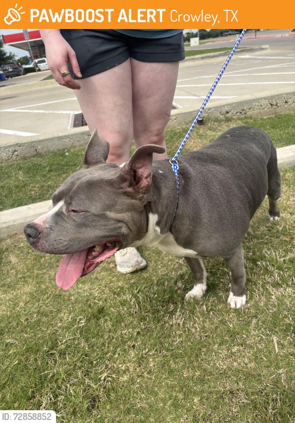Found/Stray Female Dog last seen Dutch bros/Brakes Plus, Crowley, TX 76036