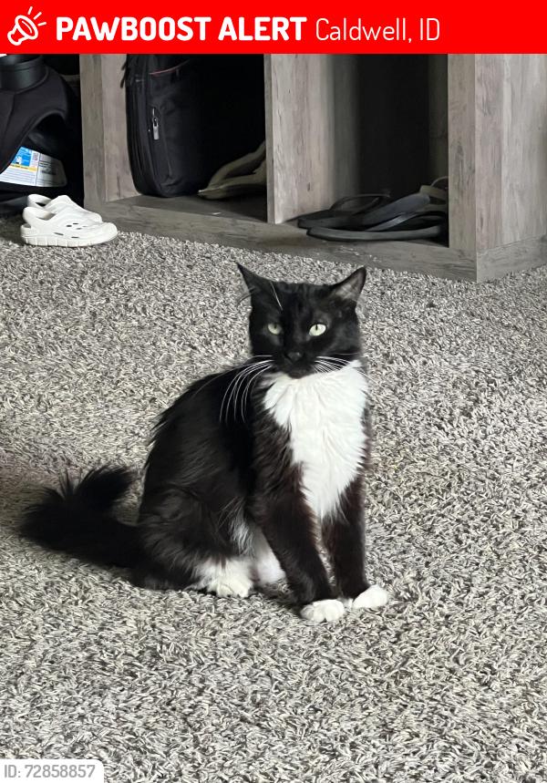 Lost Female Cat last seen Airport and Manchester drive , Caldwell, ID 83605