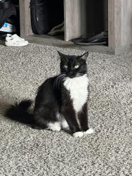 Lost Female Cat last seen Airport and Manchester drive , Caldwell, ID 83605