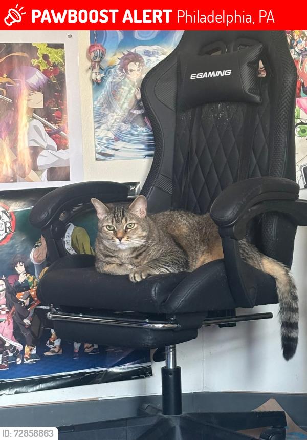 Lost Male Cat last seen Foulkrod st, Philadelphia, PA 19124