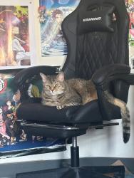 Lost Male Cat last seen Foulkrod st, Philadelphia, PA 19124