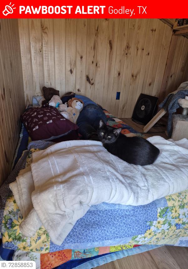 Lost Male Cat last seen Near wildcat ridge entrance on cr 1001, Godley, TX 76044