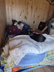 Lost Male Cat last seen Near wildcat ridge entrance on cr 1001, Godley, TX 76044