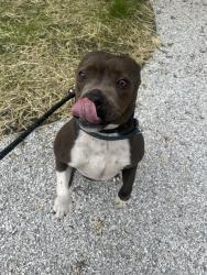 Shelter Stray Male Dog last seen Near , Indianapolis, IN 46221