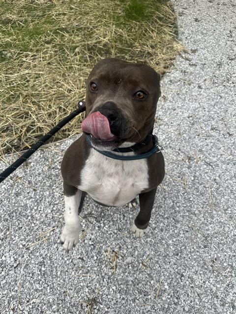 Shelter Stray Male Dog last seen Near , Indianapolis, IN 46221