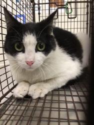 Shelter Stray Female Cat last seen Near BLOCK ASPEN DR, Brighton, CO 80601