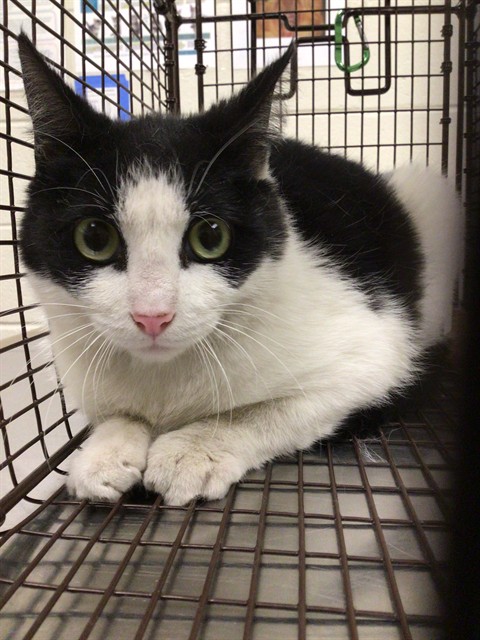 Shelter Stray Female Cat last seen Near BLOCK ASPEN DR, Brighton, CO 80601