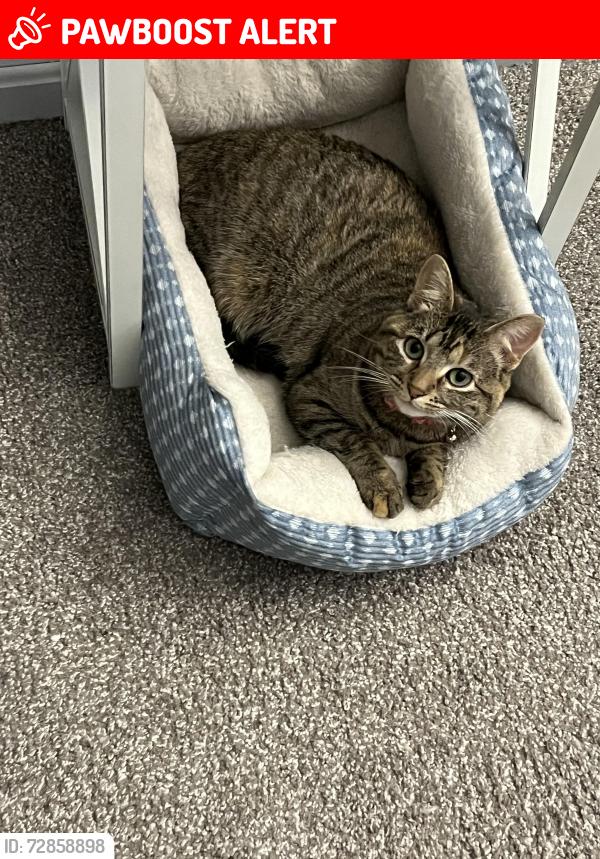 Lost Female Cat last seen Raven Valley Drive Liberty Twp, Liberty Township, OH 45011