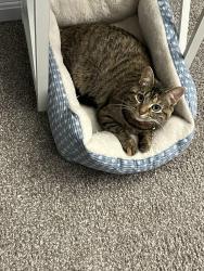 Lost Female Cat last seen Raven Valley Drive Liberty Twp, Liberty Township, OH 45011