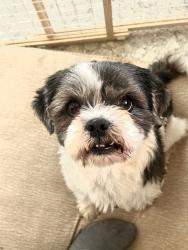 Found/Stray Male Dog last seen Del City , I-40,  73110