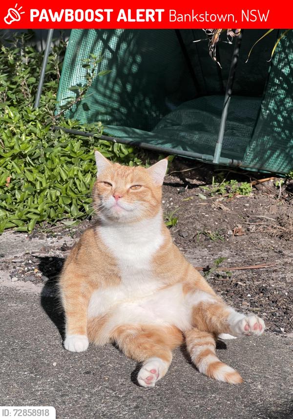 Lost Male Cat last seen Bankstown/ Condell Park area, Bankstown, NSW 2200