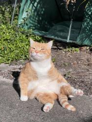 Lost Male Cat last seen Bankstown/ Condell Park area, Bankstown, NSW 2200
